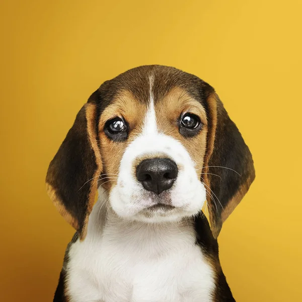 Entzückende Beagle Welpen Soloporträt — Stockfoto