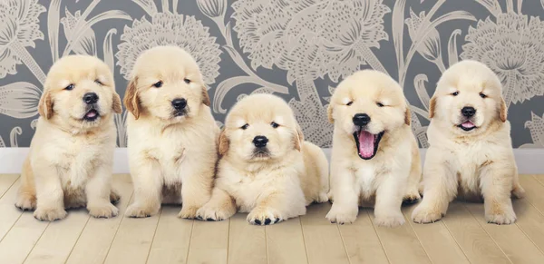 Retrato Cinco Adoráveis Cachorros Golden Retriever — Fotografia de Stock