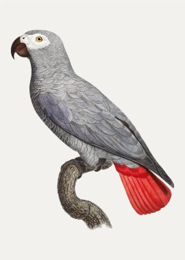 Gri Papağan (Psittacus erithacus) illüstrasyonu
