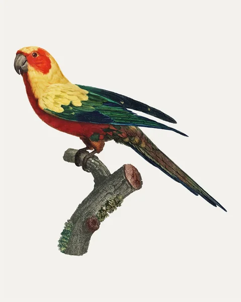 Кільчаста Папуга Aratinga Сонячна Жіночий Vintage Ілюстрація — стоковий вектор
