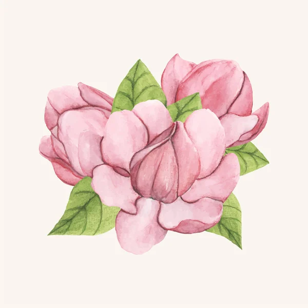 Ручна Намальована Квітка Магнолії Ізольована — стоковий вектор