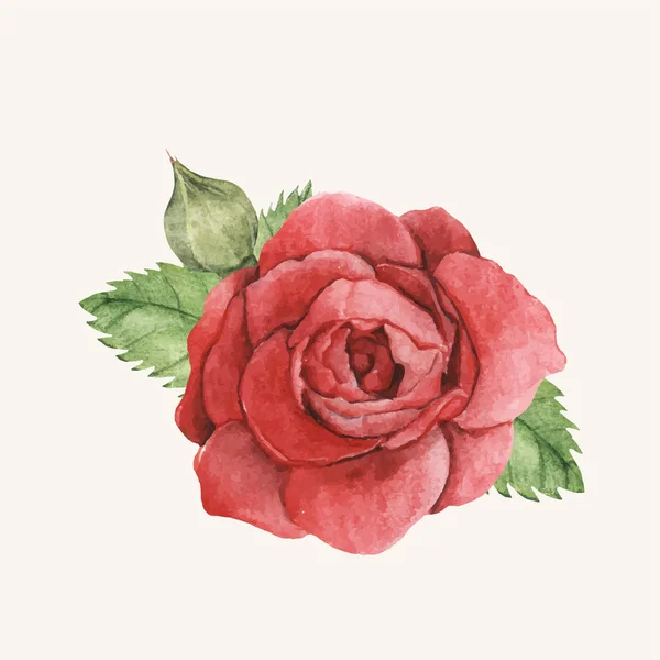 Рука Намальована Червона Троянда Ізольована — стоковий вектор