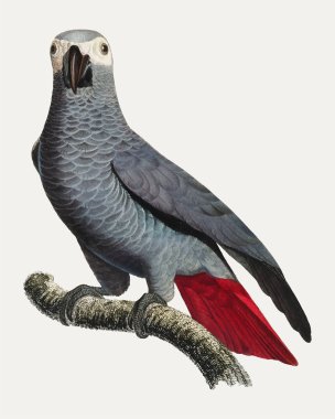 Gri Papağan (Psittacus erithacus) illüstrasyonu