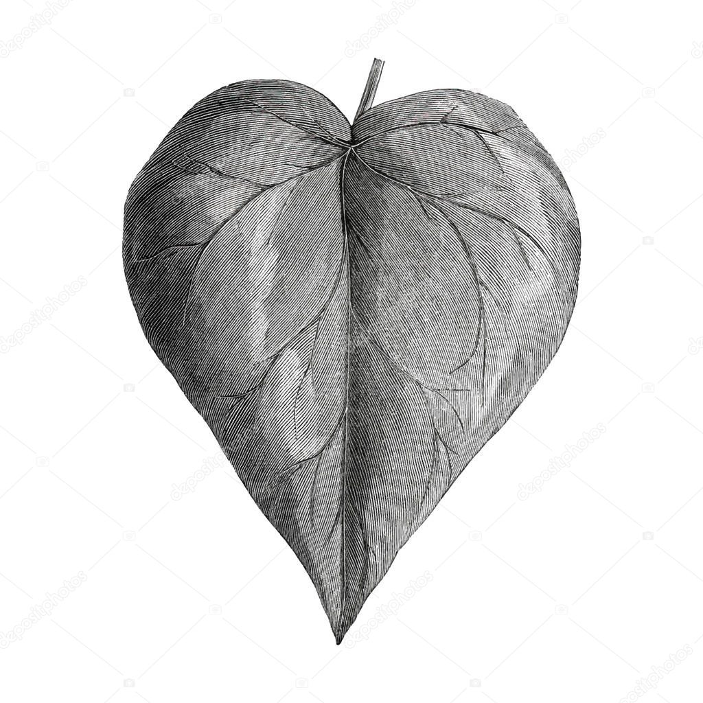 Vintage leaf illustration concept