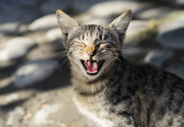 可爱的孤独的流浪猫打哈欠与张大的嘴 — 图库照片