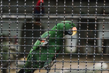 Bir metal çit clasping yeşil papağan