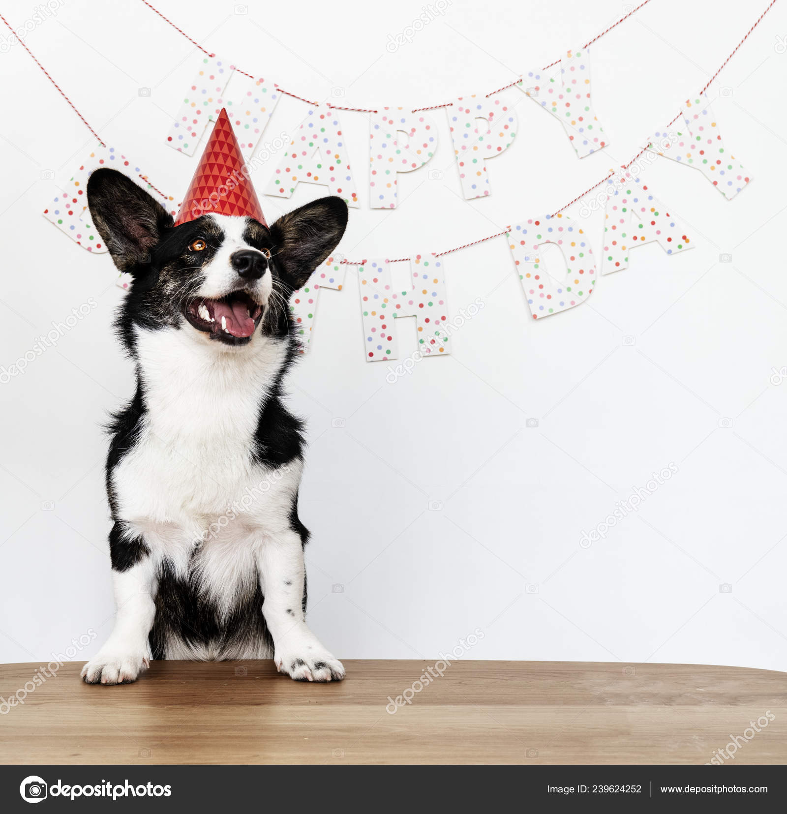 Cardigan Welsh Corgi Wearing Red Party Cap Stock Photo By C Rawpixel