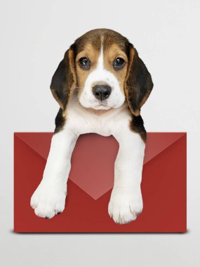 Kırmızı zarf mockup ile sevimli beagle köpek yavrusu