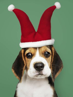 Şapkalı bir şakacı şirin Beagle köpek yavrusu