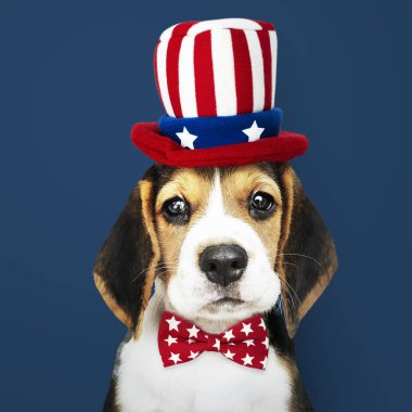 Sevimli Beagle köpek Sam Amca şapka ve kravat
