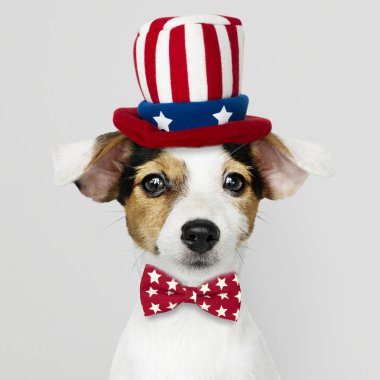 Şirin Jack Russell Terrier Sam Amca şapka ve kravat
