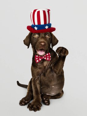 Sam Amca şapka ve kravat tatlı çikolata Labrador geri almak