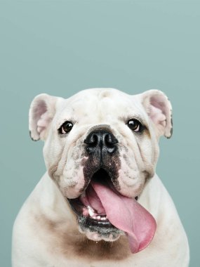 Çok güzel beyaz Bulldog köpek yavrusu portre
