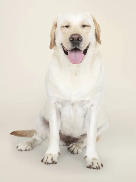 Retrato Cão Labrador Retriever — Fotografia de Stock