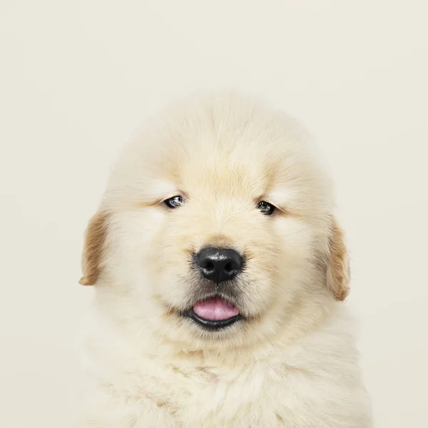 Portret Van Een Schattig Golden Retriever Pup — Stockfoto