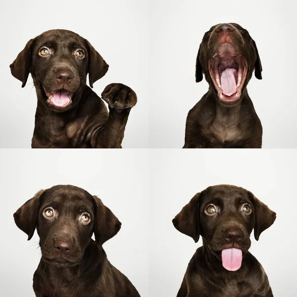 Portrait Set Adorable Chocolate Labrador Retriever Puppy — Stock Photo, Image