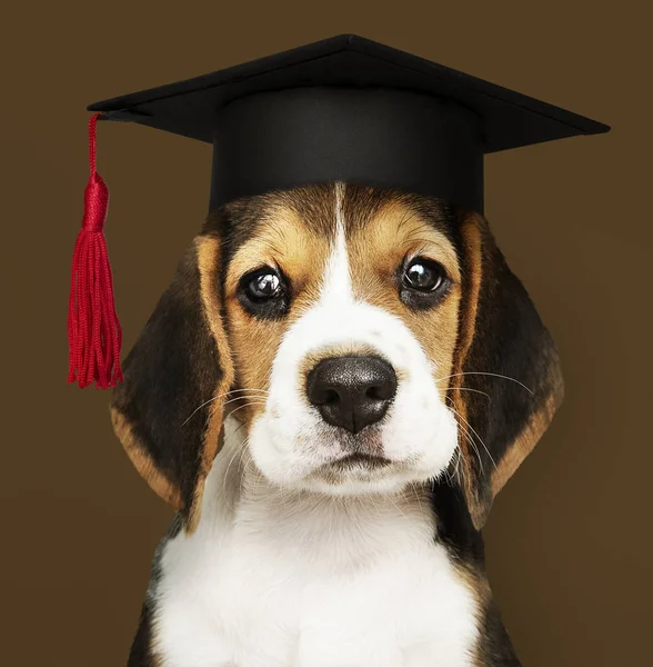 Cute Beagle Puppy Graduation Cap — Stock Photo, Image