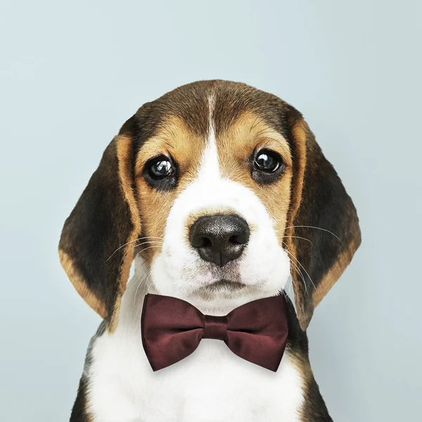 Cute Beagle Dark Brown Bow Tie — Stock Photo, Image
