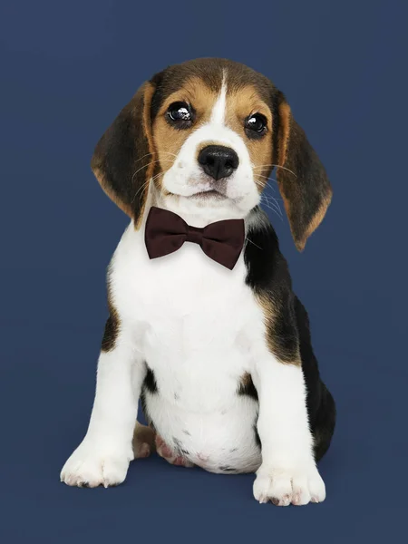 Lindo Beagle Una Pajarita Marrón Oscuro — Foto de Stock