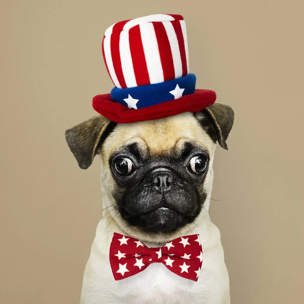 Chiot Pug Mignon Dans Chapeau Oncle Sam Noeud Papillon — Photo