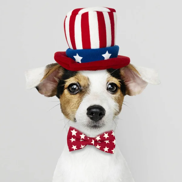 Cute Jack Russell Terrier Uncle Sam Hat Bow Tie — Stock Photo, Image