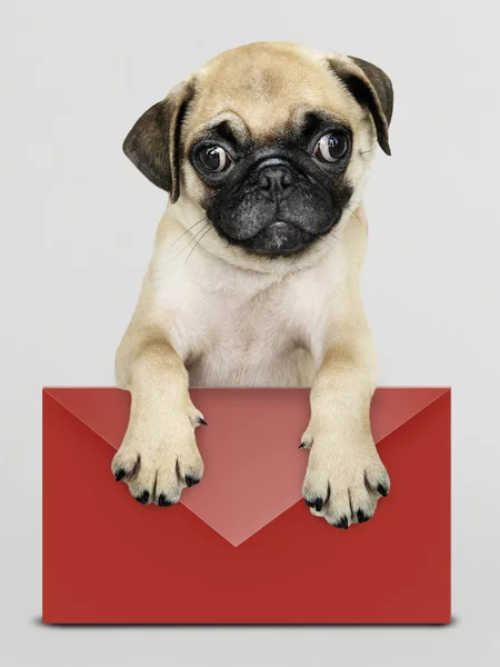 Adorable Pug Puppy Red Envelope Mockup — Stock Photo, Image