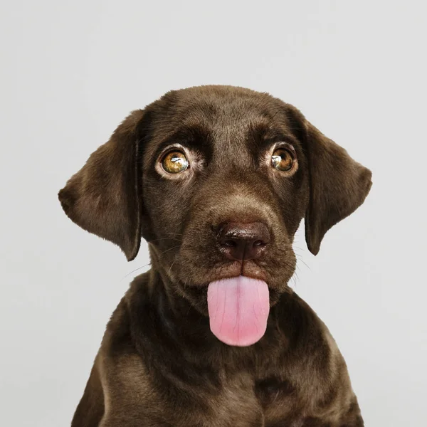 Retrato Adorável Labrador Retriever Chocolate — Fotografia de Stock