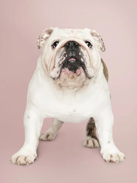 Adorable Retrato Cachorro Bulldog Blanco —  Fotos de Stock