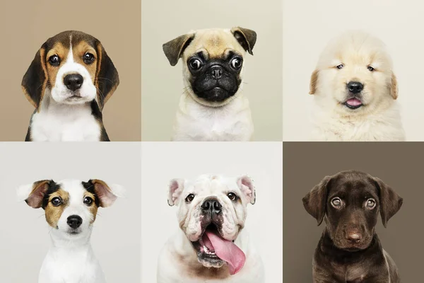 Portrait Collection Adorable Puppies — Stock Photo, Image