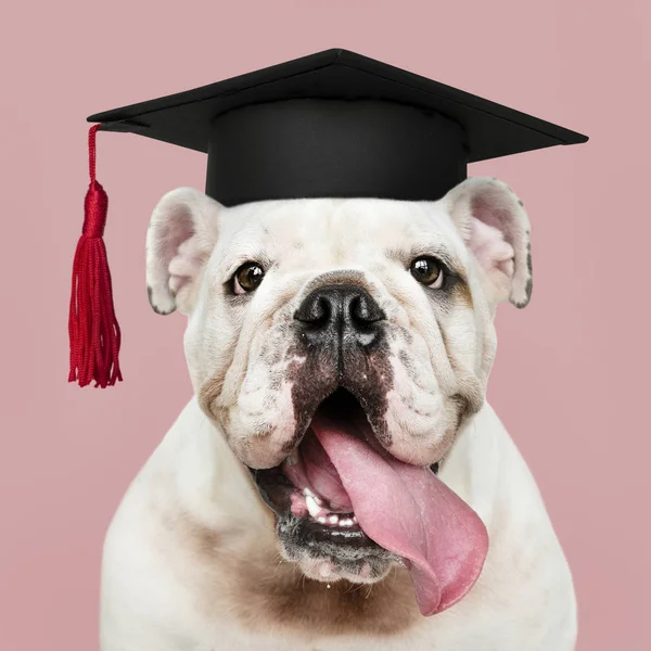 Lindo Blanco Inglés Bulldog Cachorro Una Gorra Graduación — Foto de Stock