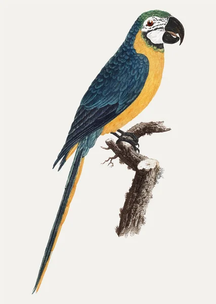 Blue Yellow Macaw Ilustração Vintage —  Vetores de Stock