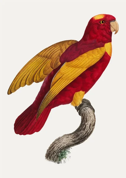 Red Gold Lory Lorius Rex Ilustrație Vintage — Vector de stoc