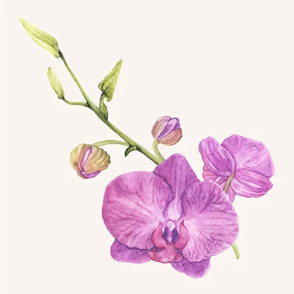 Hand Getekende Orchideebloem Geïsoleerd — Stockvector