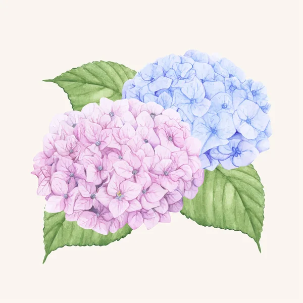 Hortensia Fleur Dessinée Main Isolée — Image vectorielle