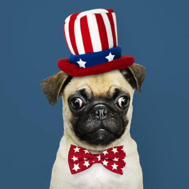 Sam Amca şapka ve kravat sevimli Pug köpek