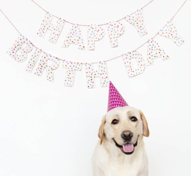 Bir Doğum günü partisinde parti şapkası ile şirin Labrador geri almak