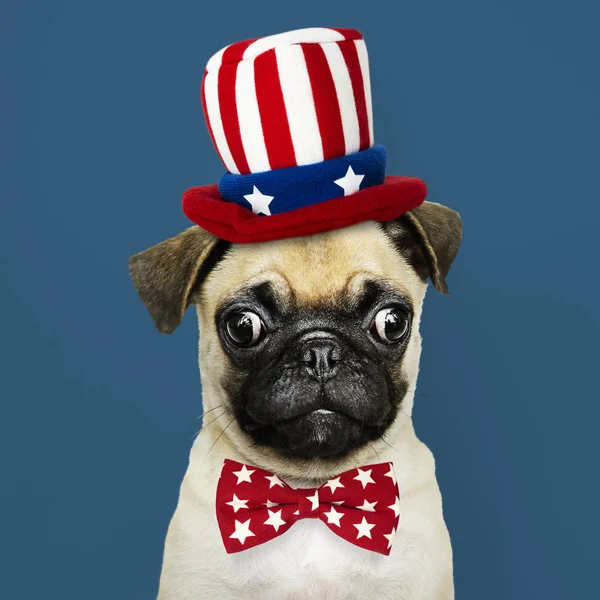 Chiot Pug Mignon Dans Chapeau Oncle Sam Noeud Papillon — Photo