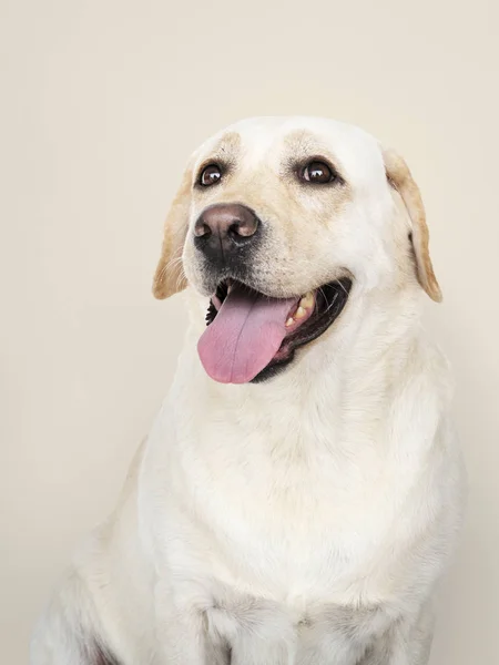 Retrato Cão Labrador Retriever — Fotografia de Stock