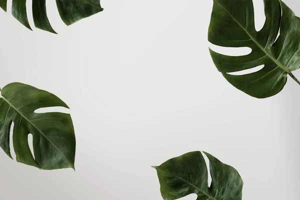 Geteiltes Blatt Philodendron Rahmen Auf Weißem Hintergrund — Stockfoto