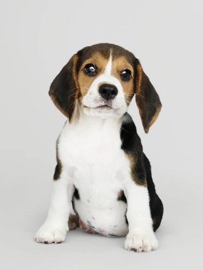 Çok güzel Beagle köpek yavrusu solo portre