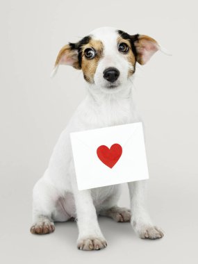 Bir aşk mektubu ile çok güzel Jack Russell Retriever köpek yavrusu