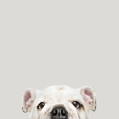 Çok güzel beyaz Bulldog köpek yavrusu portre