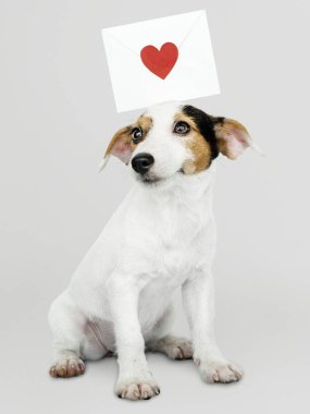 Bir aşk mektubu mockup ile çok güzel Jack Russell Retriever köpek yavrusu