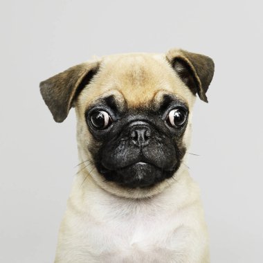 Sevimli Pug yavrusu solo portresi.