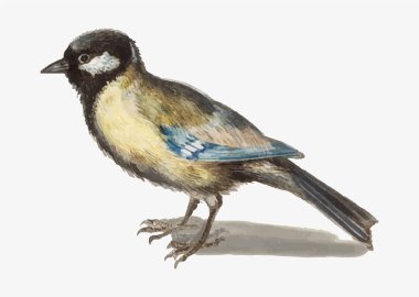 Vintage büyük baştankara kuş çizimi