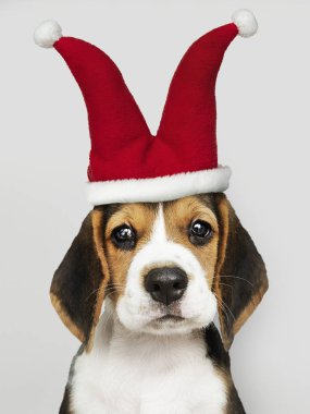 Şapkalı bir şakacı şirin Beagle köpek yavrusu