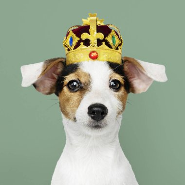 Şirin Jack Russell Terrier klasik kırmızı kadife ve altın kaplama