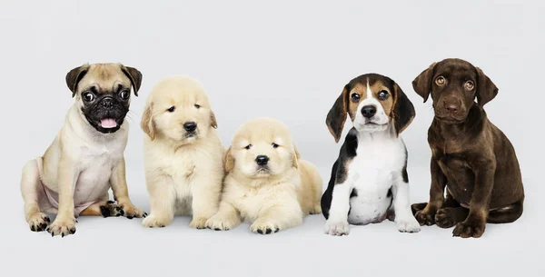 Group Portrait Five Adorable Puppies — Stock Photo, Image