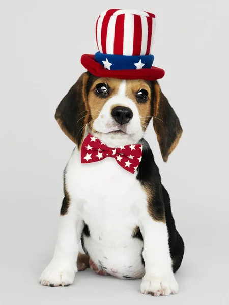 Cute Beagle Puppy Uncle Sam Hat Bow Tie — Stock Photo, Image