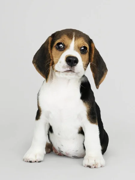 Adorável Filhote Cachorro Beagle Retrato Solo — Fotografia de Stock